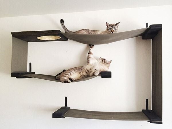 Evde sıkılan kediler için eğlenceli oyun alanları